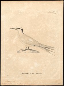 Sterna melanauchen - 1700-1880 - Print - Iconographia Zoologica - Special Collections University of Amsterdam - UBA01 IZ17900364