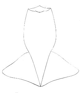 Sthenoteuthis pteropus mantle
