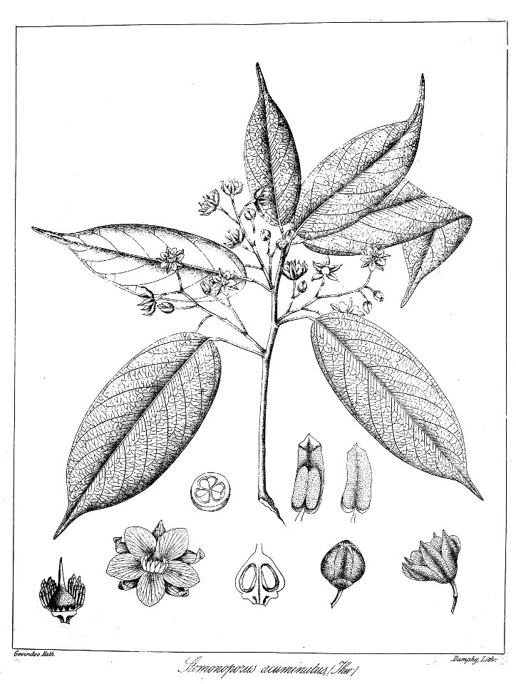 Stemonoporus acuminatus Govindoo