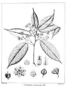 Stemonoporus acuminatus Govindoo