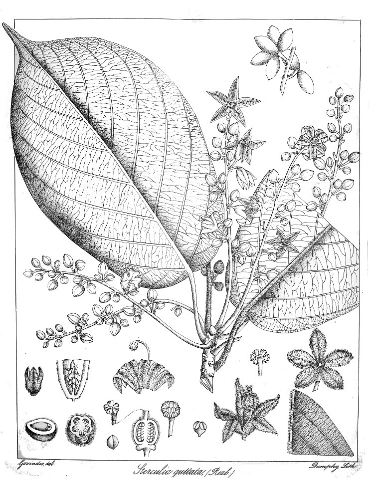 Sterculia guttata Govindoo