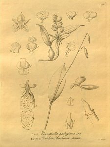 Stelis pachyglossa (as Pleurothallis pachyglossa) - Pholidota laucheana - Xenia 3 pl 259. Free illustration for personal and commercial use.