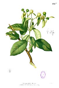 Stephegyne diversifolia Blanco1.131b