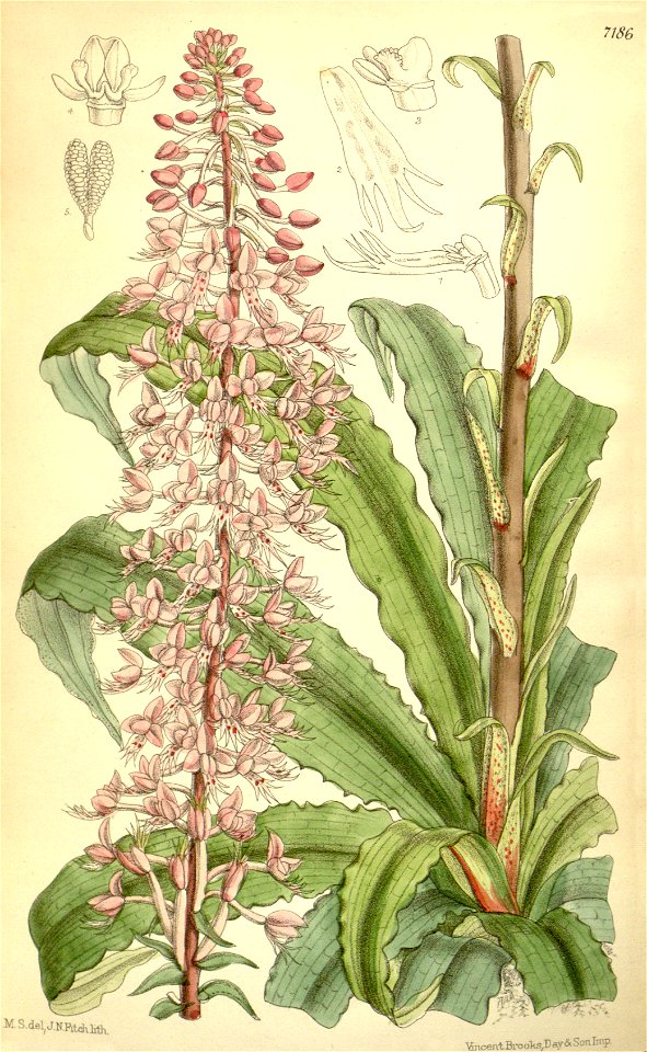 Stenoglottis longifolia - Curtis' 117 (Ser. 3 no. 47) pl 7186 (1891)