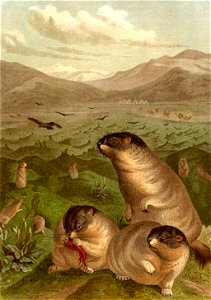 Steppenmurmeltier