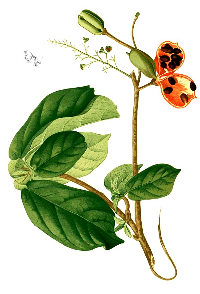 Sterculia sp Blanco2.340-cropped