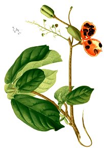 Sterculia sp Blanco2.340-cropped