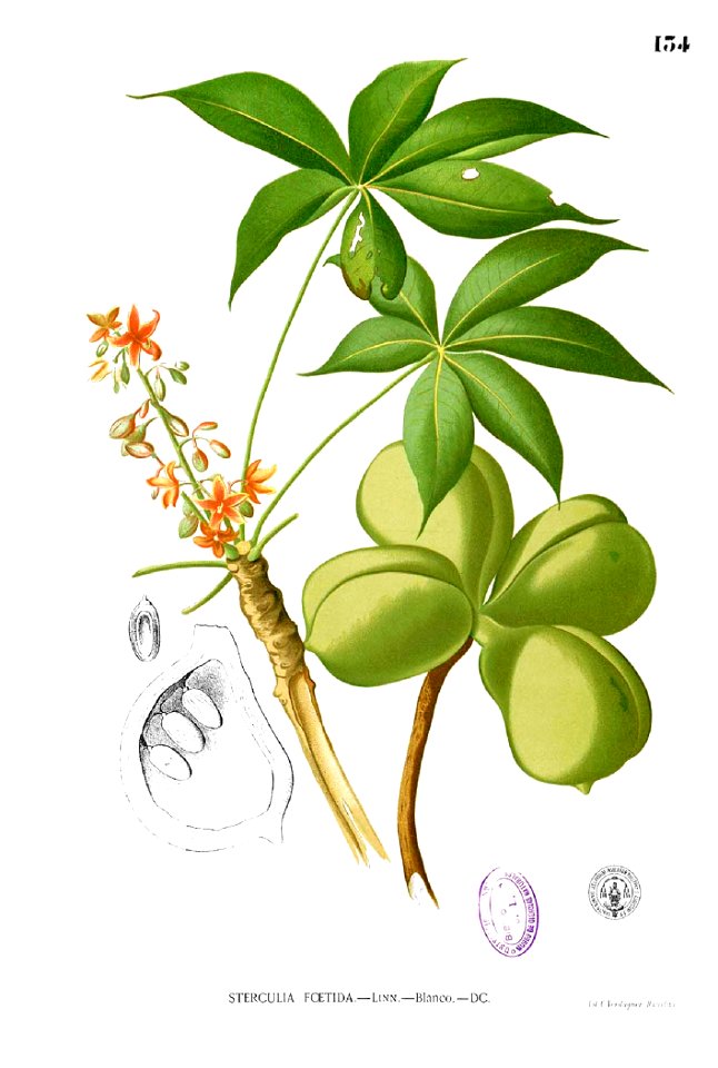 Sterculia foetida Blanco1.134