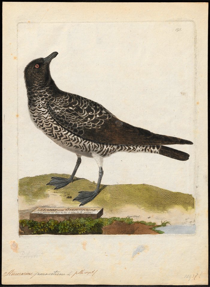Stercorarius parasiticus - 1790-1796 - Print - Iconographia Zoologica - Special Collections University of Amsterdam - UBA01 IZ17900176
