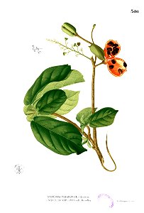 Sterculia sp Blanco2.340