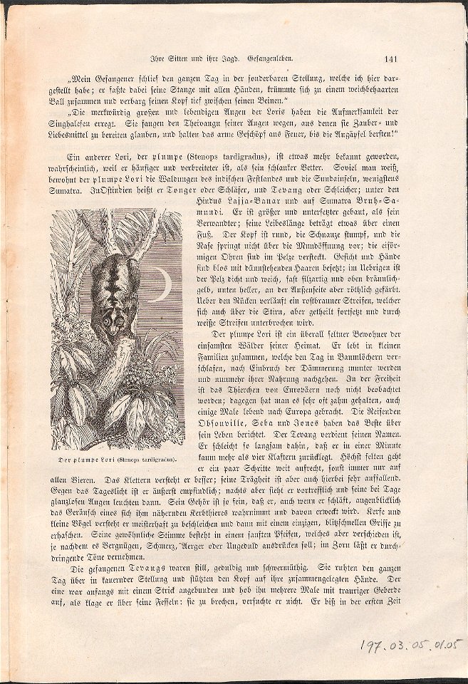 Stenops tardigradus - 1700-1880 - Print - Iconographia Zoologica - Special Collections University of Amsterdam - UBA01 IZ19700179