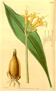 Stenomesson flavum