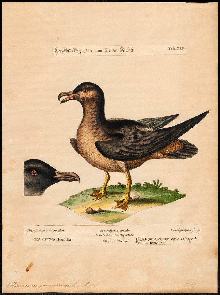 Stercorarius parasiticus - 1700-1880 - Print - Iconographia Zoologica - Special Collections University of Amsterdam - UBA01 IZ17900168