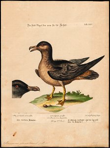 Stercorarius parasiticus - 1700-1880 - Print - Iconographia Zoologica - Special Collections University of Amsterdam - UBA01 IZ17900168