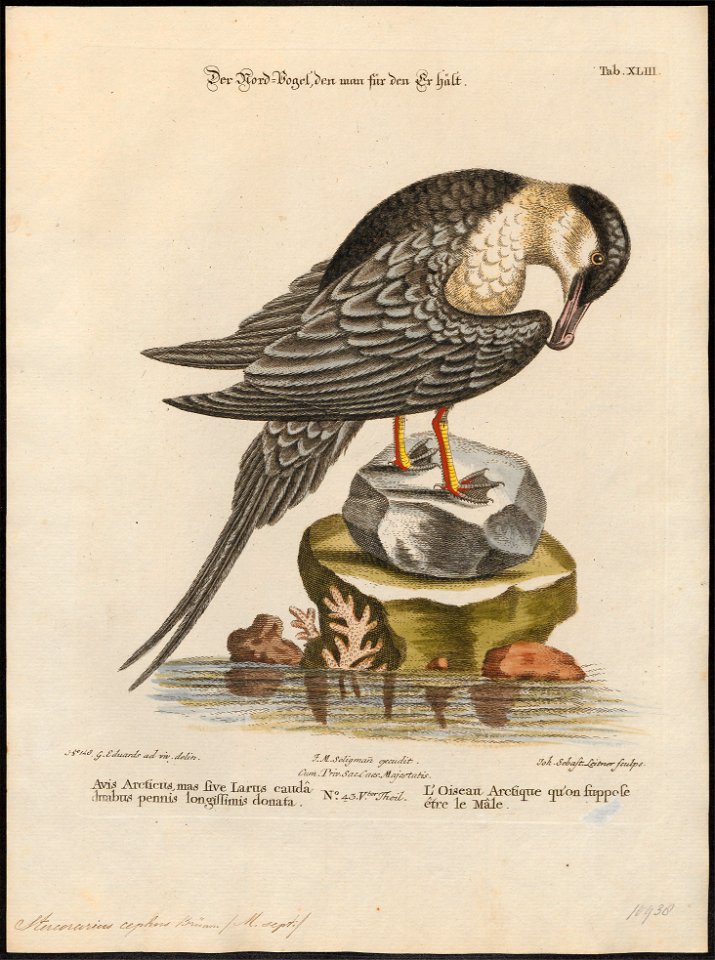 Stercorarius cephus - 1700-1880 - Print - Iconographia Zoologica - Special Collections University of Amsterdam - UBA01 IZ17900180