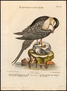 Stercorarius cephus - 1700-1880 - Print - Iconographia Zoologica - Special Collections University of Amsterdam - UBA01 IZ17900180