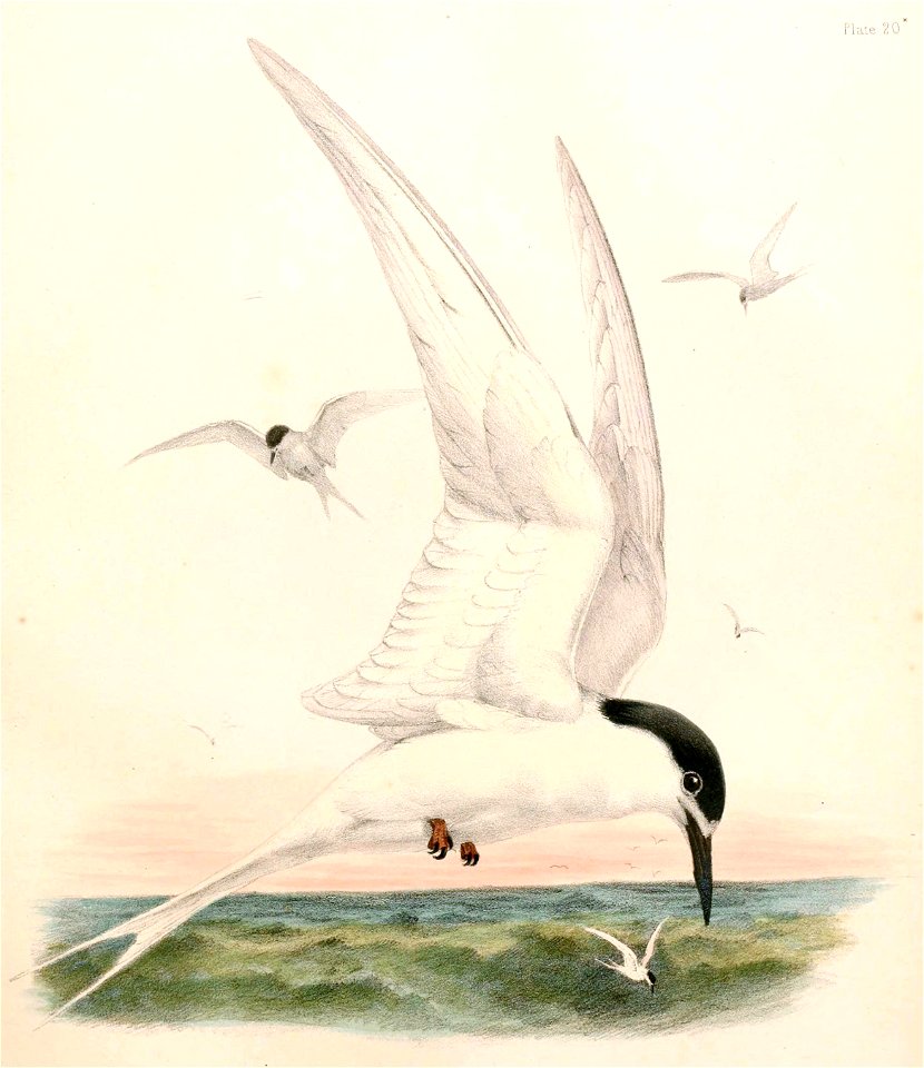 Sterna striata Hullmandel