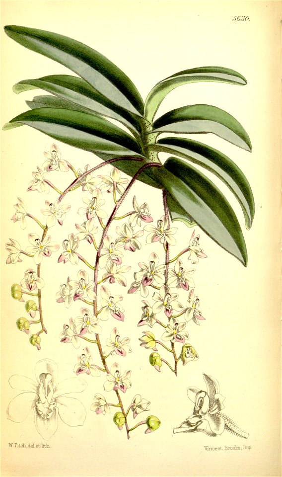 Stereochilus erinaceus (as Sarcanthus erinaceus) - Curtis' 93 (Ser. 3 no. 23) pl. 5630 (1867)