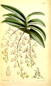 Stereochilus erinaceus (as Sarcanthus erinaceus) - Curtis' 93 (Ser. 3 no. 23) pl. 5630 (1867)