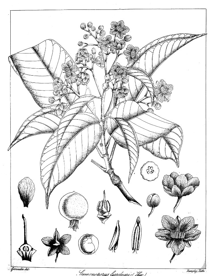 Stemonoporus gardneri Govindoo
