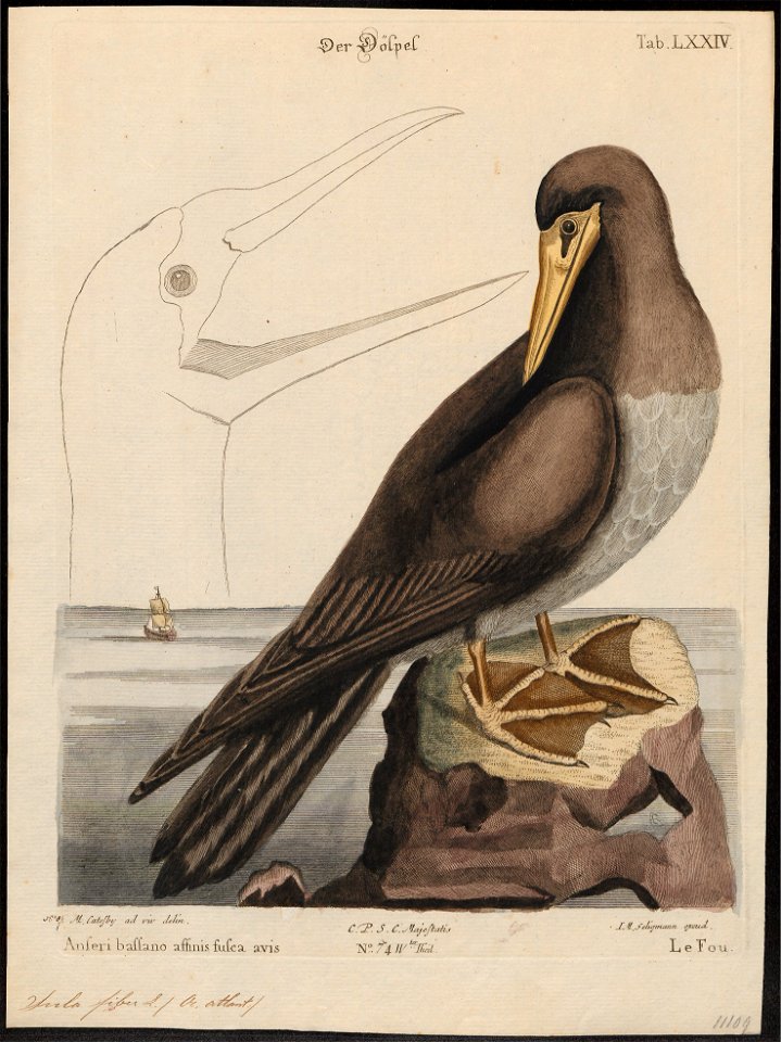 Sula fiber - 1700-1880 - Print - Iconographia Zoologica - Special Collections University of Amsterdam - UBA01 IZ18000063