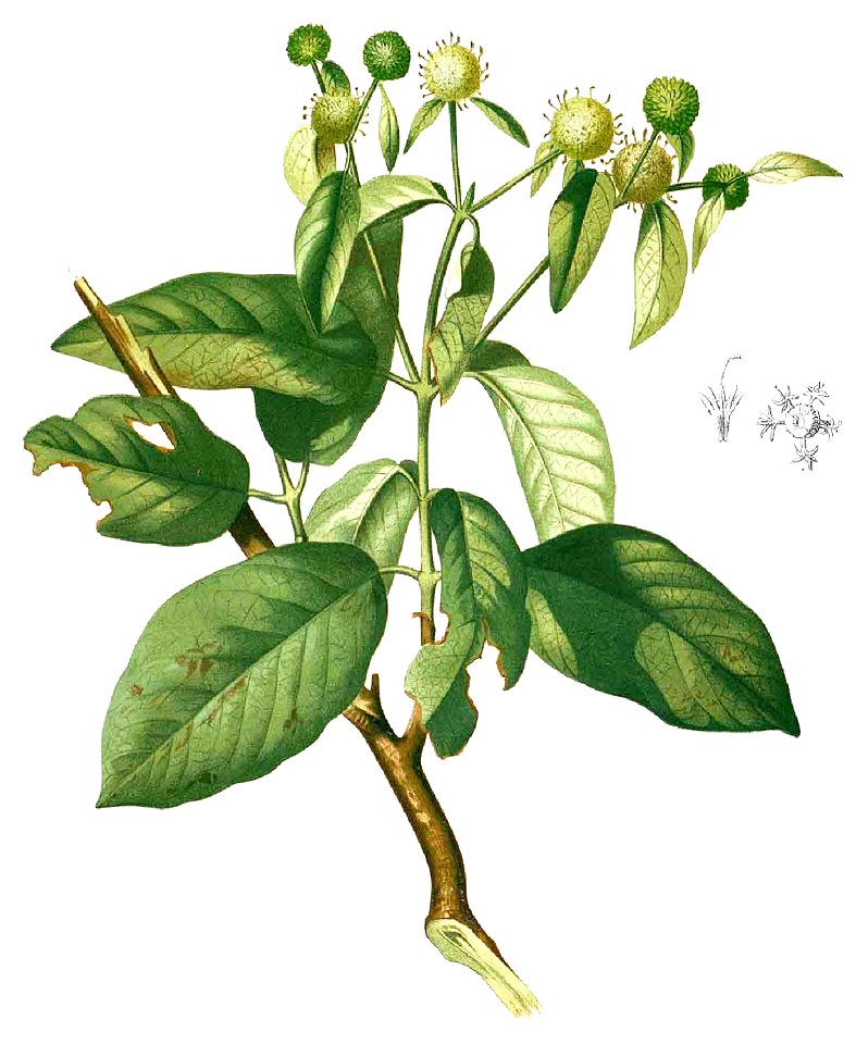 Stephegyne diversifolia Blanco1.131b-cropped
