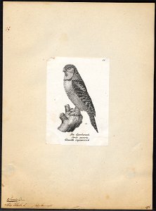 Surnia ulula - 1809-1845 - Print - Iconographia Zoologica - Special Collections University of Amsterdam - UBA01 IZ18400003