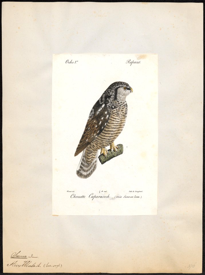 Surnia ulula - 1842-1848 - Print - Iconographia Zoologica - Special Collections University of Amsterdam - UBA01 IZ18400001