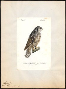 Surnia ulula - 1842-1848 - Print - Iconographia Zoologica - Special Collections University of Amsterdam - UBA01 IZ18400001