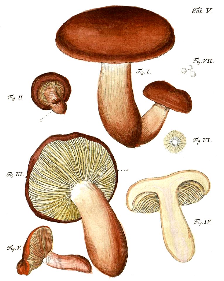 Tab5-Agaricus lactifluus Schaeff