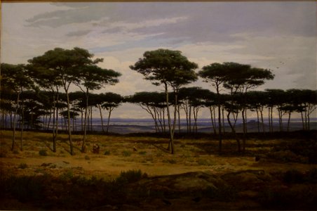 Ségé - Les pins de Plédéliac