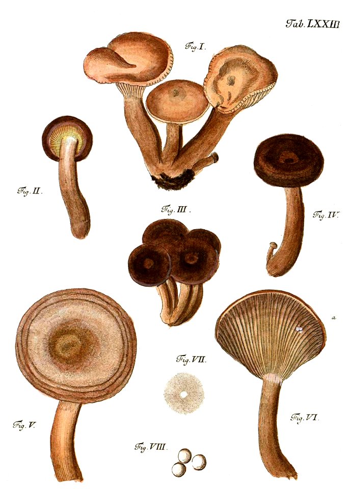 Tab73-Lactarius rufus Schaeff