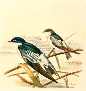 Tachycineta albiventer 1894