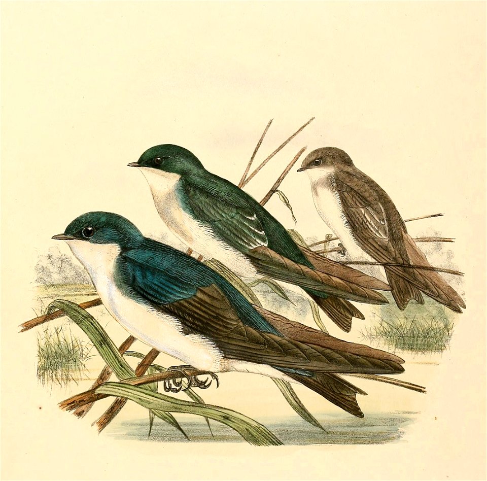 Tachycineta bicolor 1894