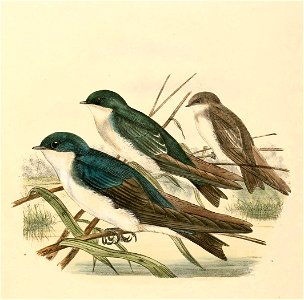 Tachycineta bicolor 1894