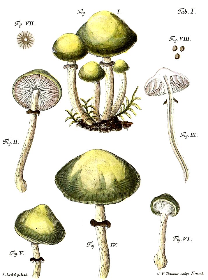 Tab1-Agaricus viridulus Schaeff