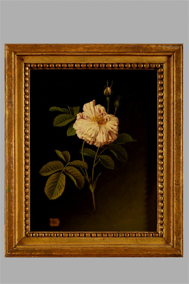 TableauxVANPOL RosePanachee 23-574-849