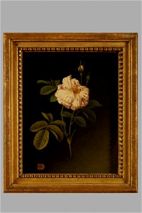 TableauxVANPOL RosePanachee 23-574-849