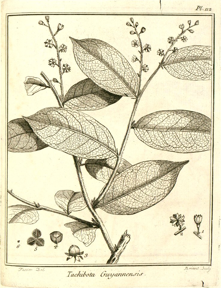 Tachibota guianensis Aublet 1775 pl 112