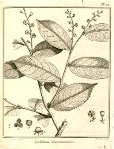 Tachibota guianensis Aublet 1775 pl 112