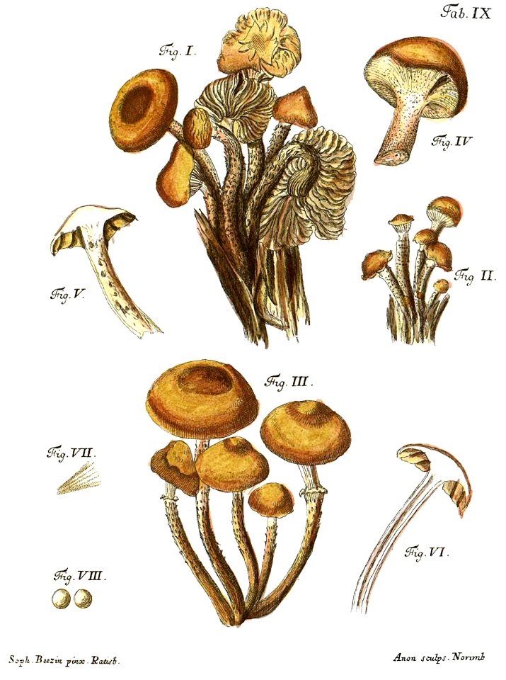 Tab9-Agaricus mutabilis Schaeff