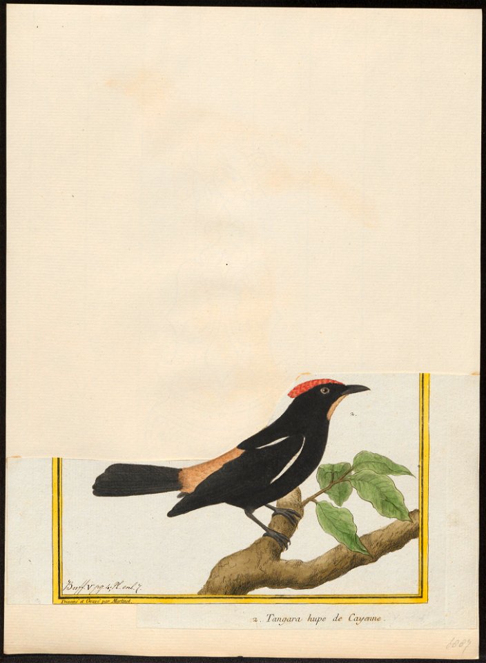 Tachyphonus cristatus - 1700-1880 - Print - Iconographia Zoologica - Special Collections University of Amsterdam - UBA01 IZ15900273