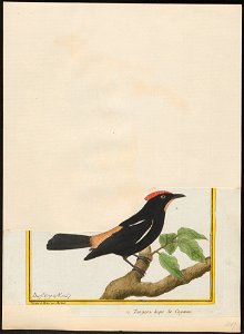 Tachyphonus cristatus - 1700-1880 - Print - Iconographia Zoologica - Special Collections University of Amsterdam - UBA01 IZ15900273