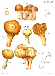 Tab82-Agaricus chantarellus Schaeff. Free illustration for personal and commercial use.