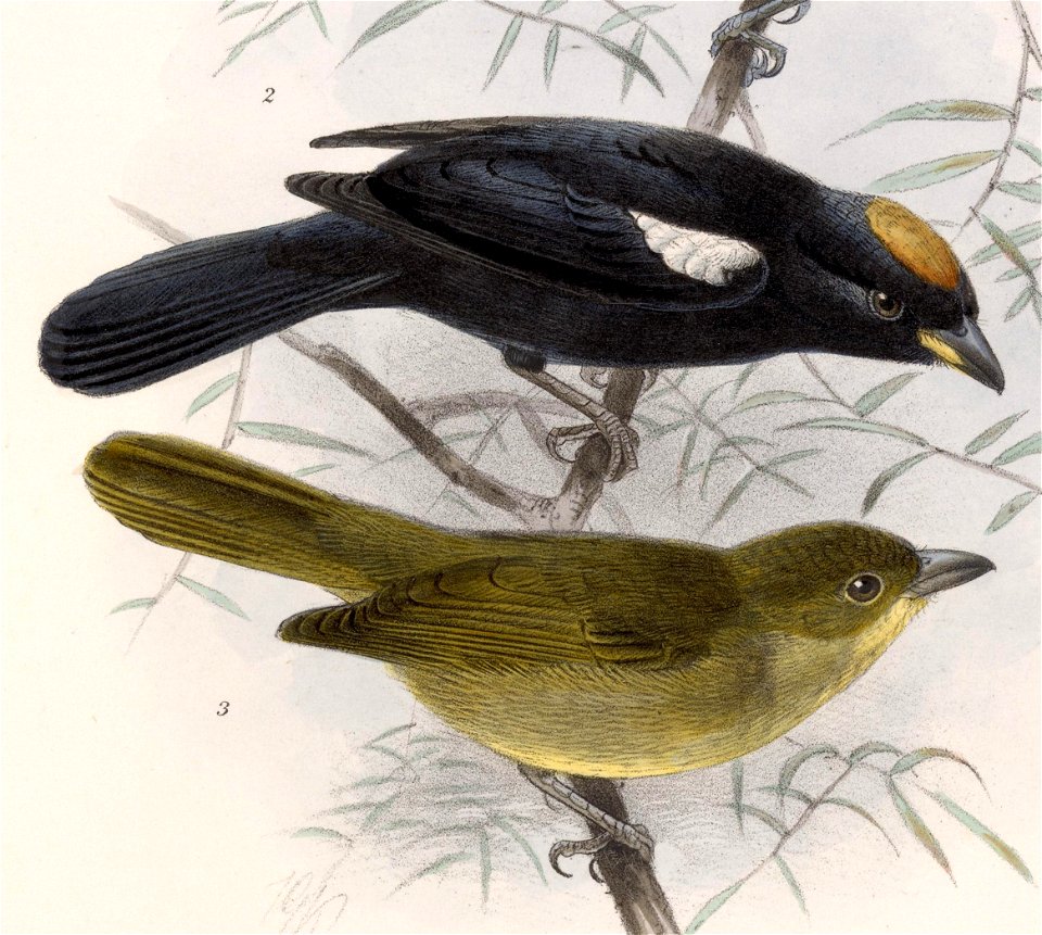 Tachyphonus luctuosus nitidissimus 1902