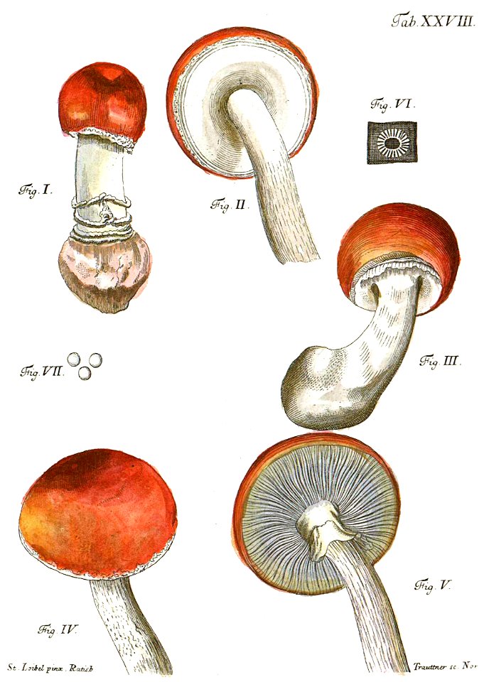 Tab28-Agaricus muscarius