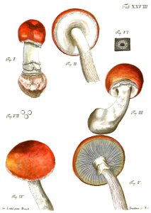 Tab28-Agaricus muscarius. Free illustration for personal and commercial use.