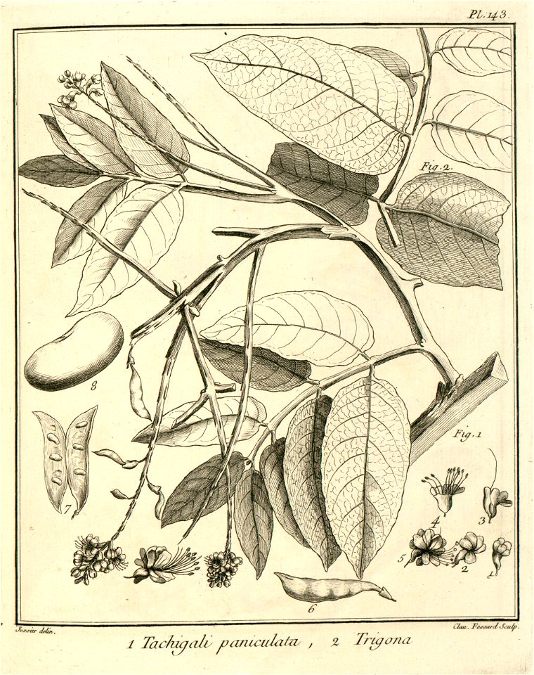 Tachigali paniculata Aublet 1775 pl 143 - Free Stock Illustrations ...