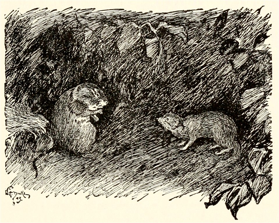 T2JB339 - In the dark he ran up against Chuchundra, the musk-rat