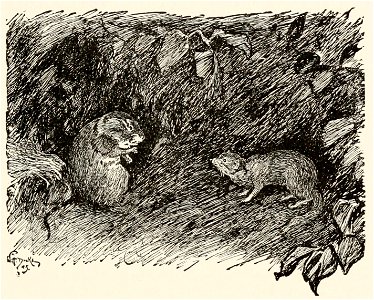 T2JB339 - In the dark he ran up against Chuchundra, the musk-rat